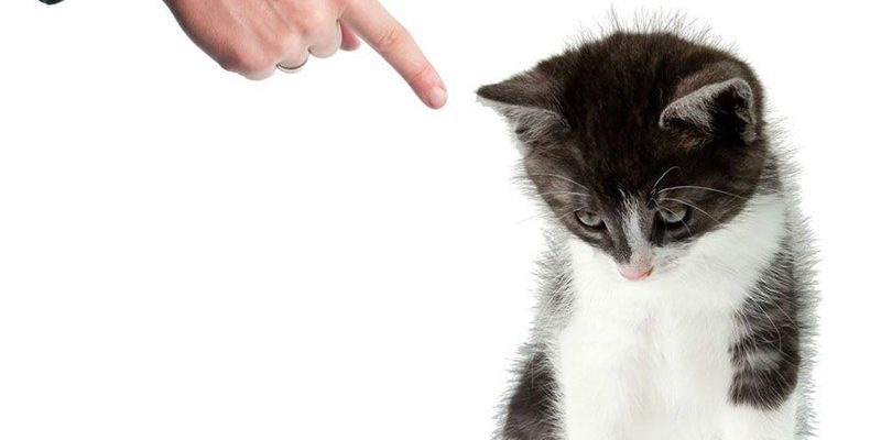 Как наказывать кошку за плохое поведение: как отругать кота?