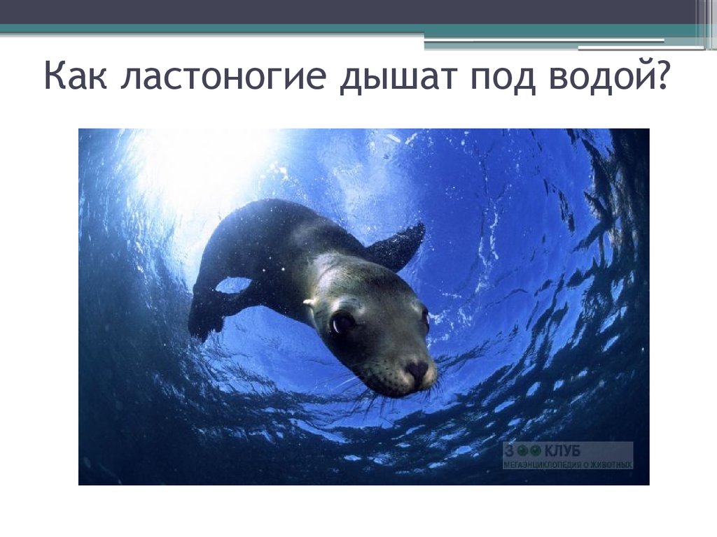 На льдине. как дышат зимой тюлени, когда над ними лед | описания и фото животных