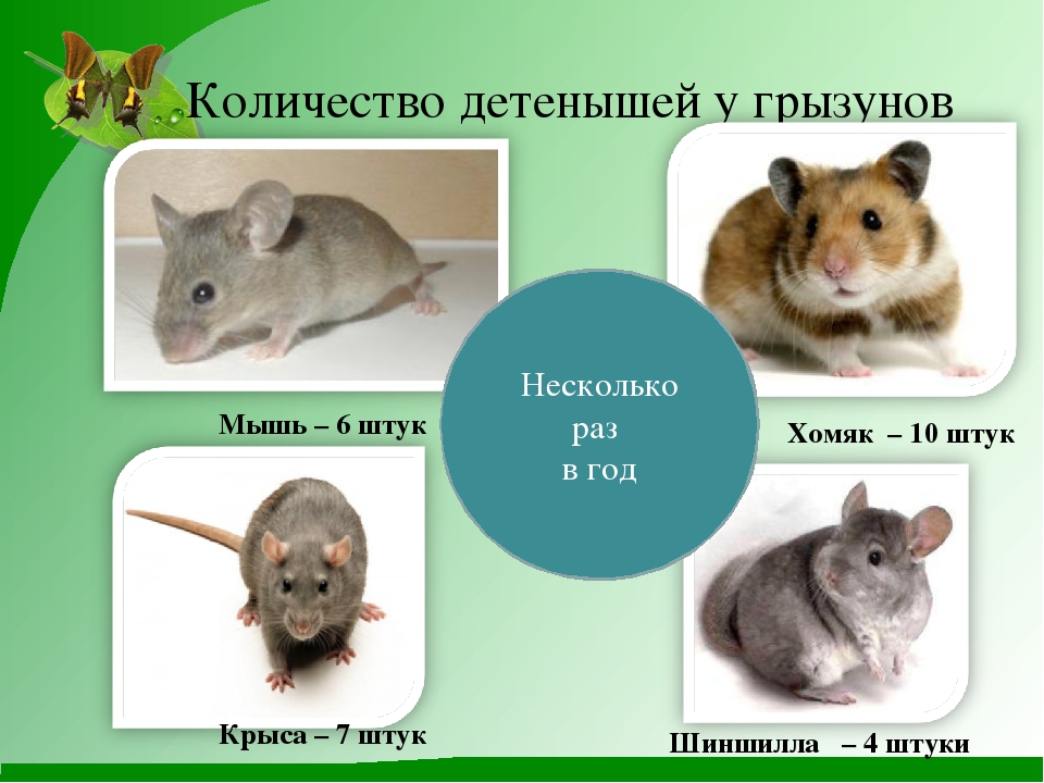 Разновидности грызунов вредителей и признаки их появления на дачном участке