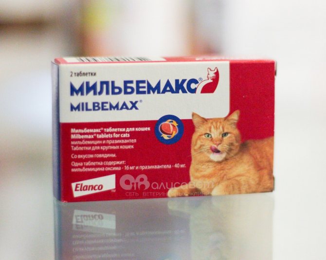 За сколько дней до прививки нужно давать кошке глистогонные препараты, обязательно ли глистогонить и зачем?