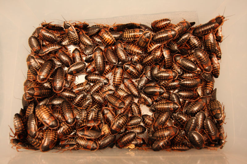 ❶ мраморные тараканы: чем кормить, содержание и разведение в домашних условиях самки и самца