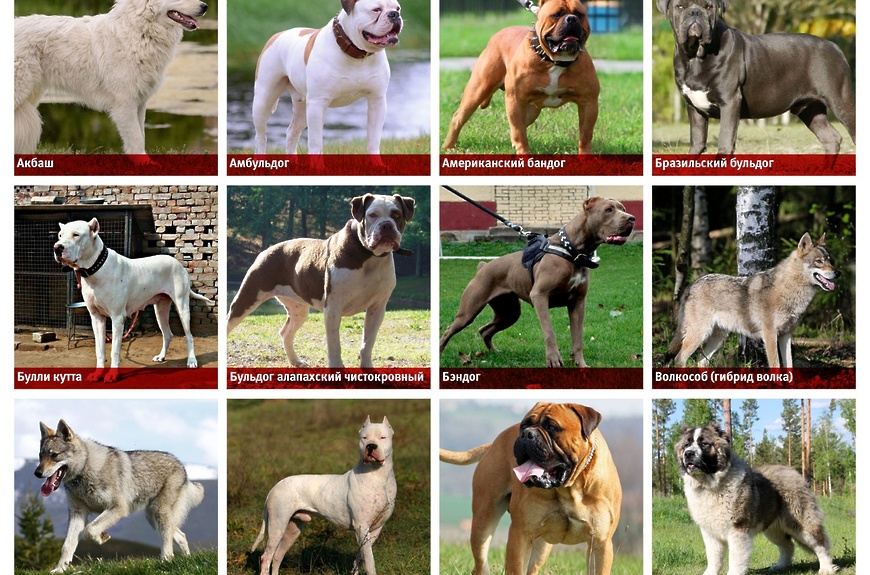 Список опасных собак (97 фото): перечень потенциально опасных пород в россии и в мире. как содержать самых злых собак?