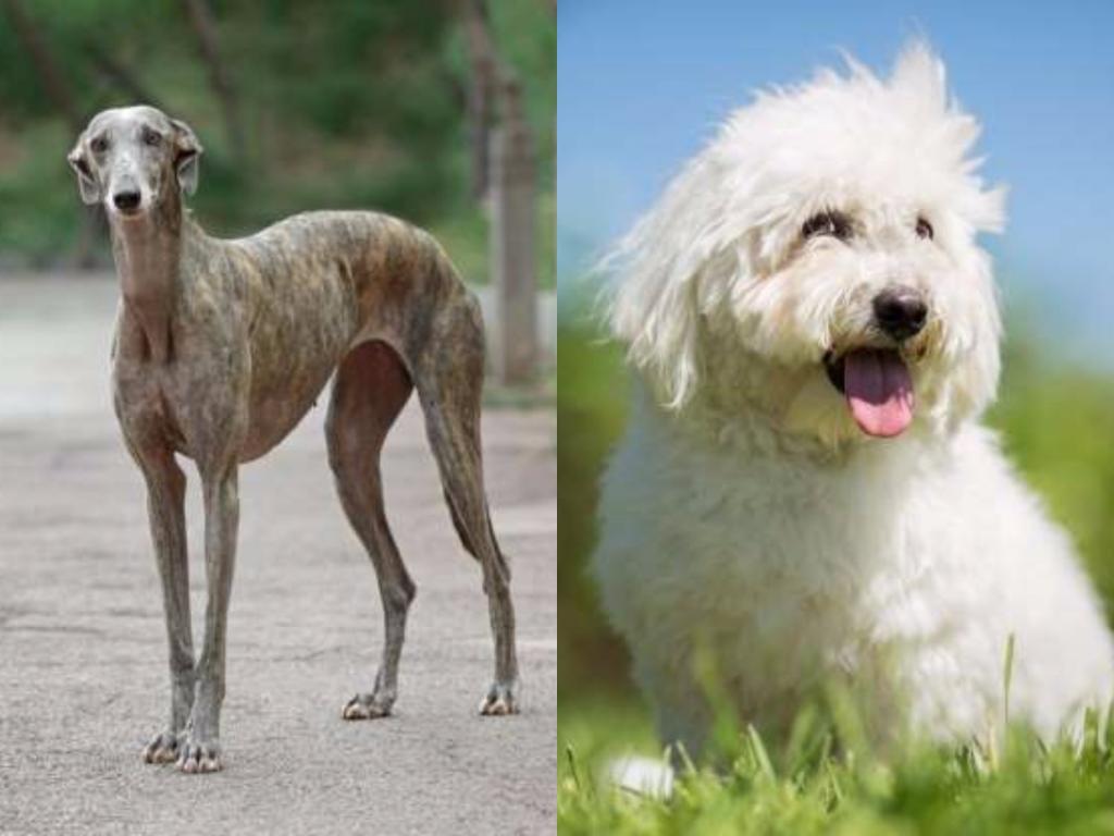 Русские породы собак выведенные в россии