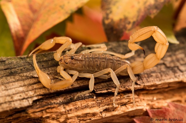 Размножение скорпионов рода pandinus и heterometrus