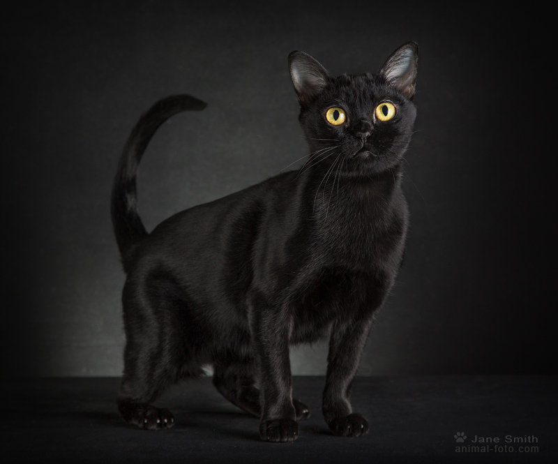 Бомбейская кошка: описание, характер, фото, цена, содержание