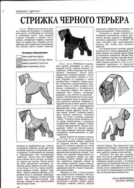 Тримминг цвергшнауцера: как превратить собаку в объект восхищения