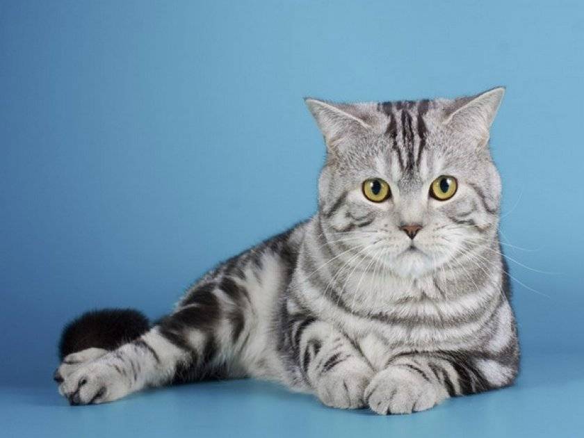 Скоттиш-страйт: описание породы кошек, фото, уход, цена