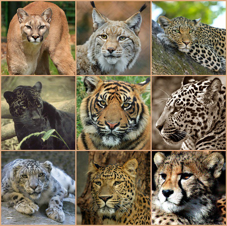 Кошачьи