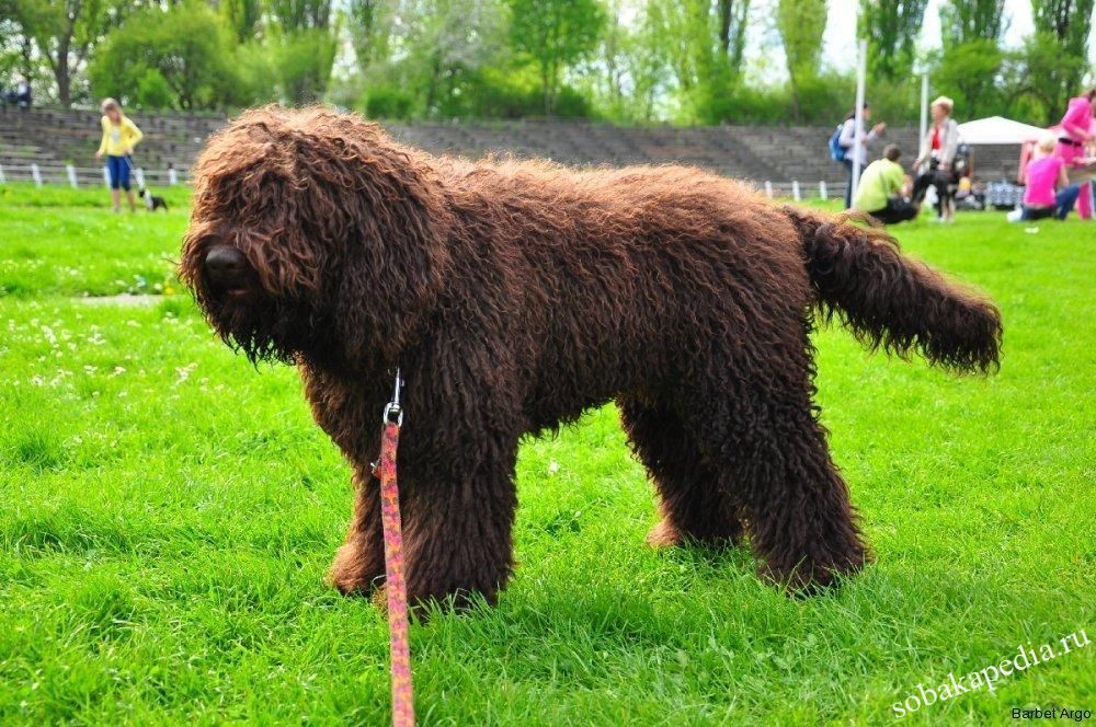 Португальская водяная собака: описание породы собак с фото и видео