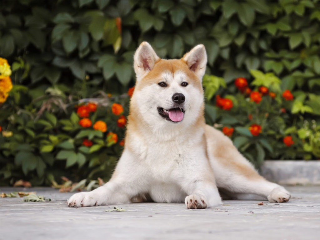 Акита ину порода собак. описание, особенности, характер, уход и цена | животный мир