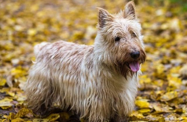 Терьеры: виды, история, крупные, средние, мелкие породы с фото и описанием | petguru