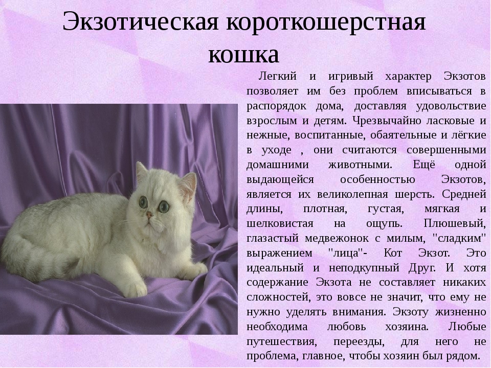 Описание породы сибирской кошки и фото: характер, окрасы, голубая сибирская порода