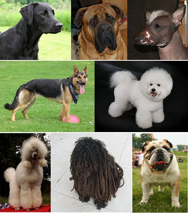 Русские породы собак виды