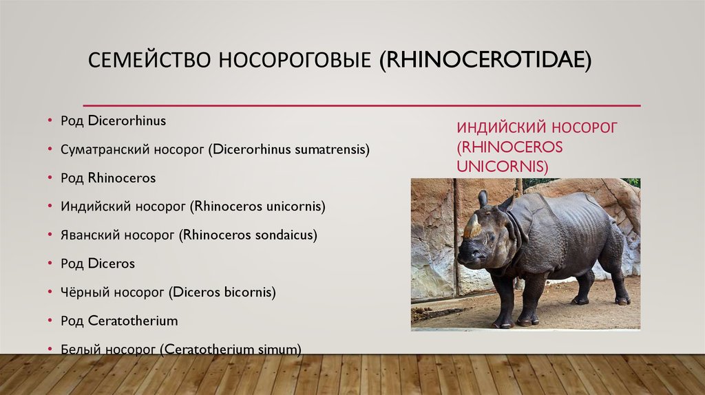 Яванский носорог: фото, описание, места обитания, образ жизни. интересные факты о носорогах