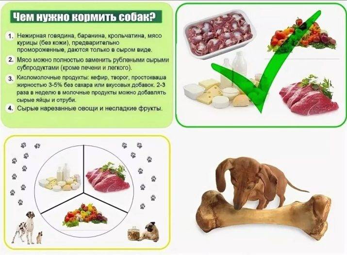 Отравление собаки ядом или поваренной солью