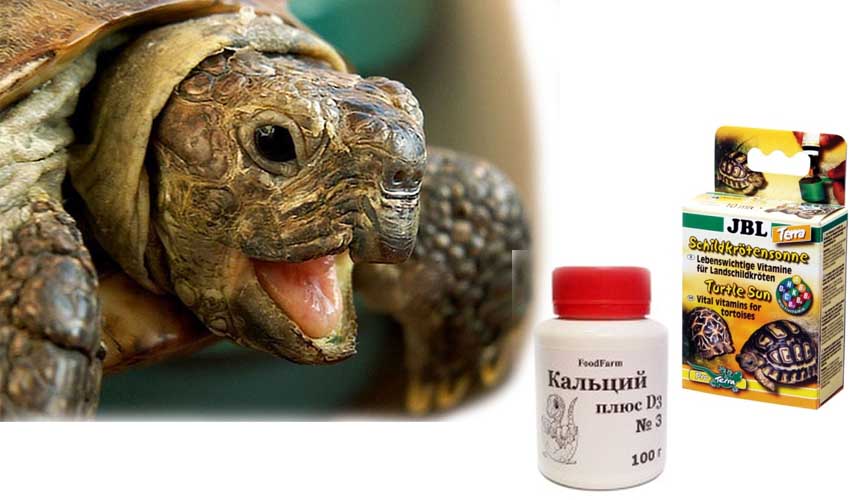 Какие витамины нужно давать черепахам в домашних условиях