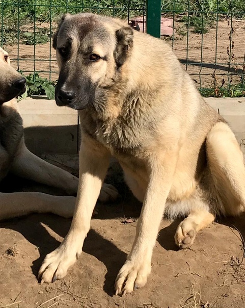 Гампр армянский волкодав фото – гампер собака