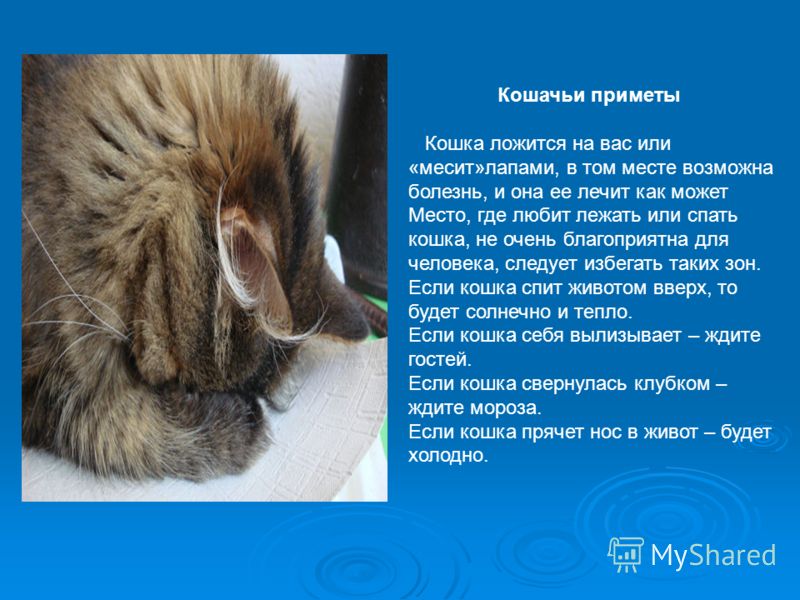 ᐉ как место сна кошки по приметам влияет на жизнь хозяина - zoovet24.ru