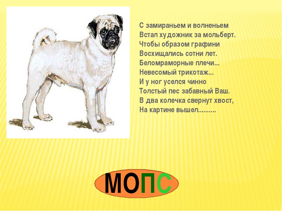 Мопс ???? фото, описание, характер, факты, плюсы, минусы собаки ✔