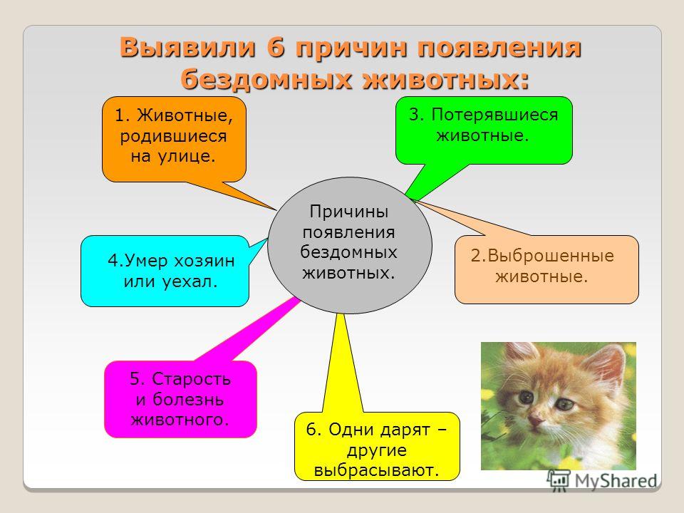 Колтуны у кошки: причины появления и как их убрать