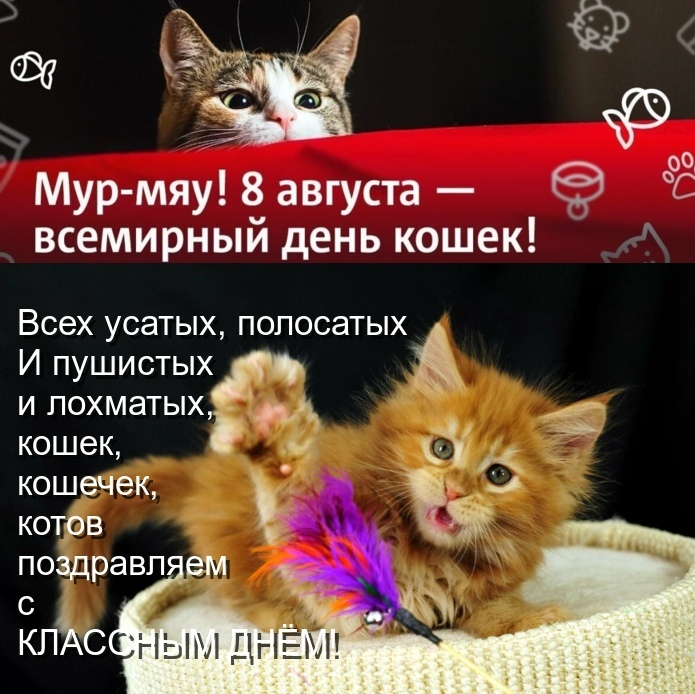 Всемирный день котов и кошек | 1 марта, россия