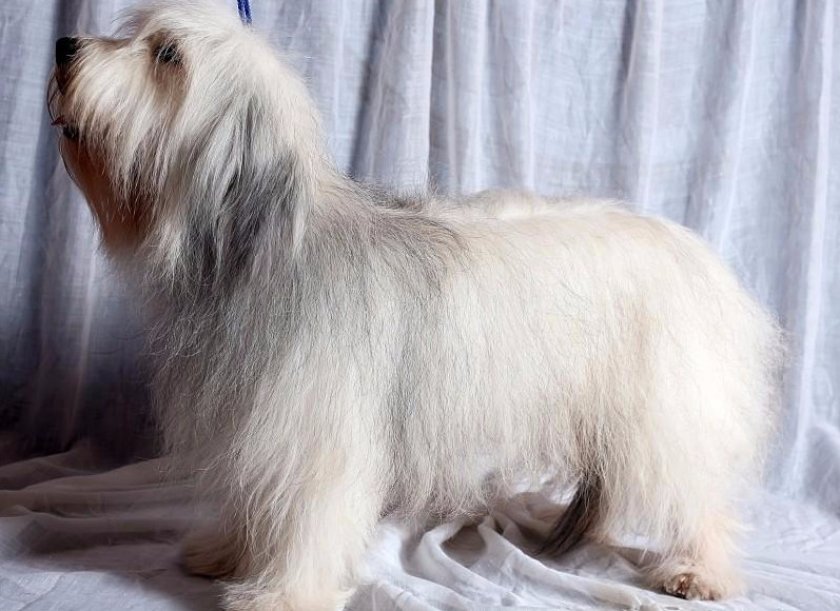 Украинская порода собак одис, молодая, но исключительно интересная