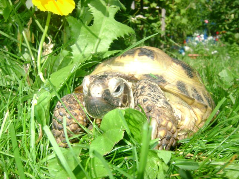 Спячка черепах в домашних условиях: как и когда черепашки уходят в спячку (фото)