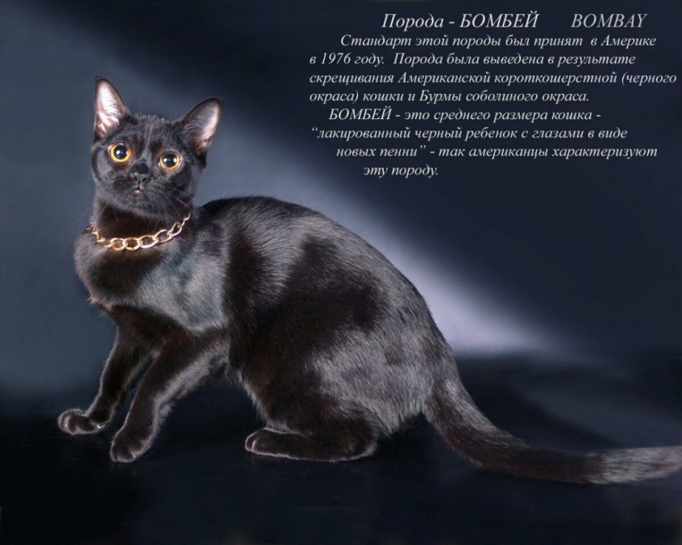 Бомбейская кошка: фото, описание породы и характера, содержание бомбея