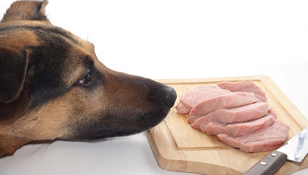 Почему собакам нельзя свинину | можно ли