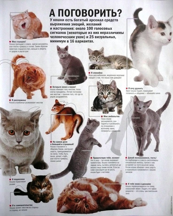 Как определить возраст котенка - wikihow