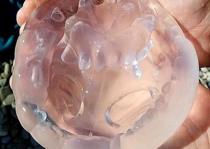 Медуза корнерот в черном море: фото, чем опасна, описание