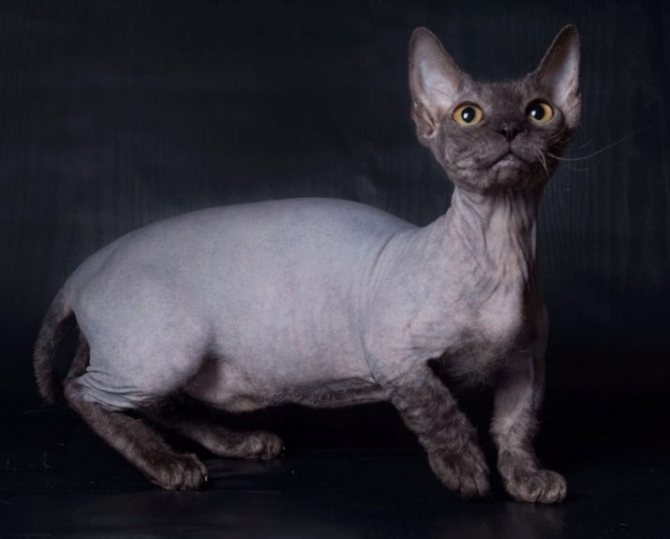 Кимрик — характеристика уэльской породы кошек, история происхождения, особенности внешнего вида
