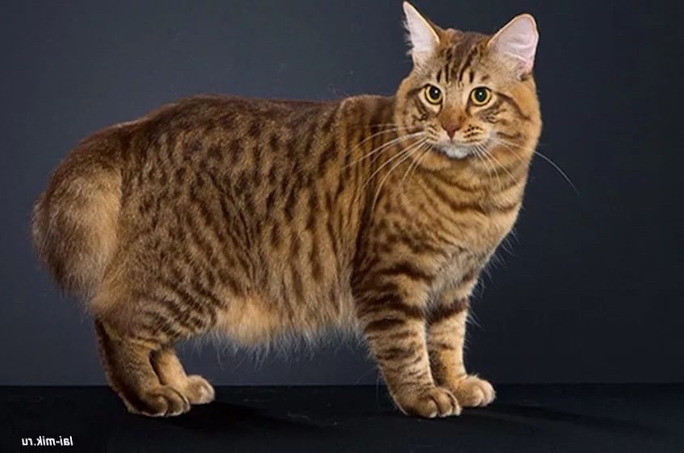 Порода кошек курильский бобтейл короткошерстный и длинношерстный, бесхвостый и с длинным хвостом