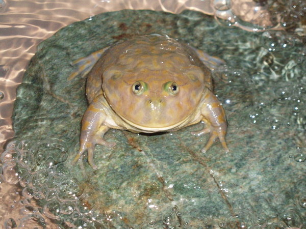 Остромордая лягушка, также известная как болотная, описание и уход
