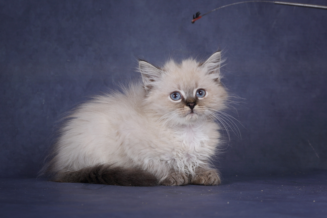 Невская маскарадная кошка: особенности ухода, фото, здоровье, цена, все о кошке