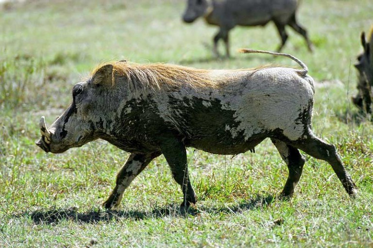 Африканская чума свиней (ачс): признаки заболевания, фото