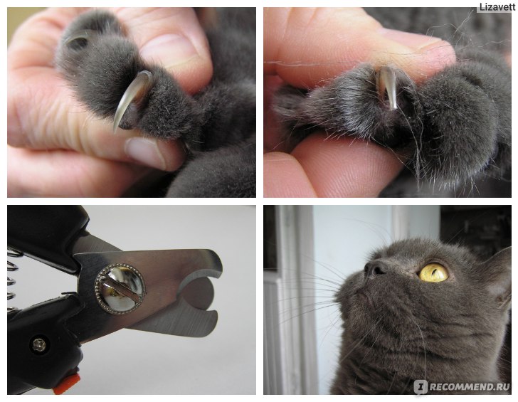 Фиксация кошки: как сделать, чтобы питомец сидел смирно