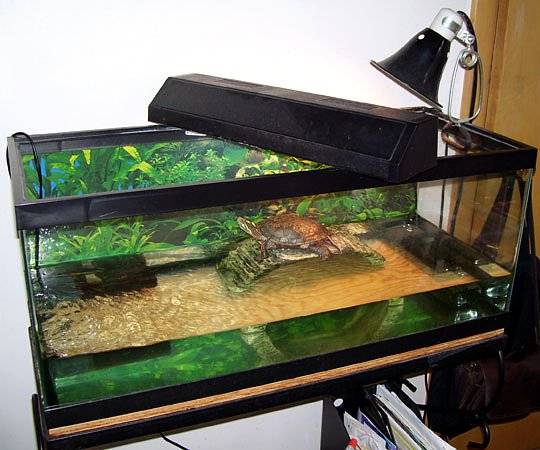 Как сделать акватеррариумы для красноухих черепах своими руками