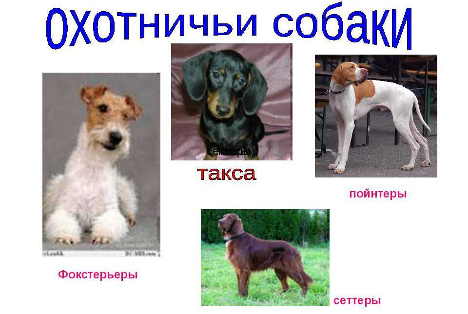 Все породы собак — каталог по алфавиту: описания и фото пород, история, характер