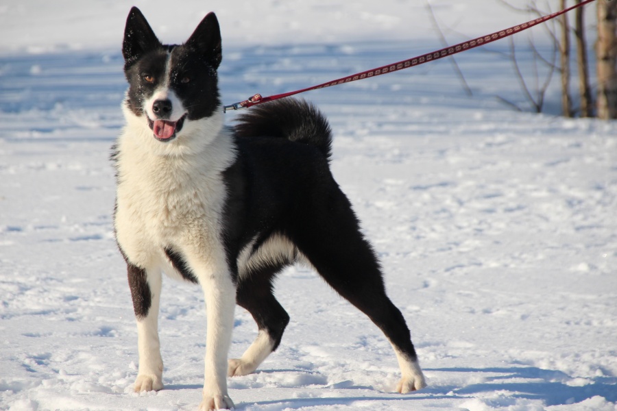 Карельская медвежья собака — серьезный северный зверь и прекрасный помощник в охоте