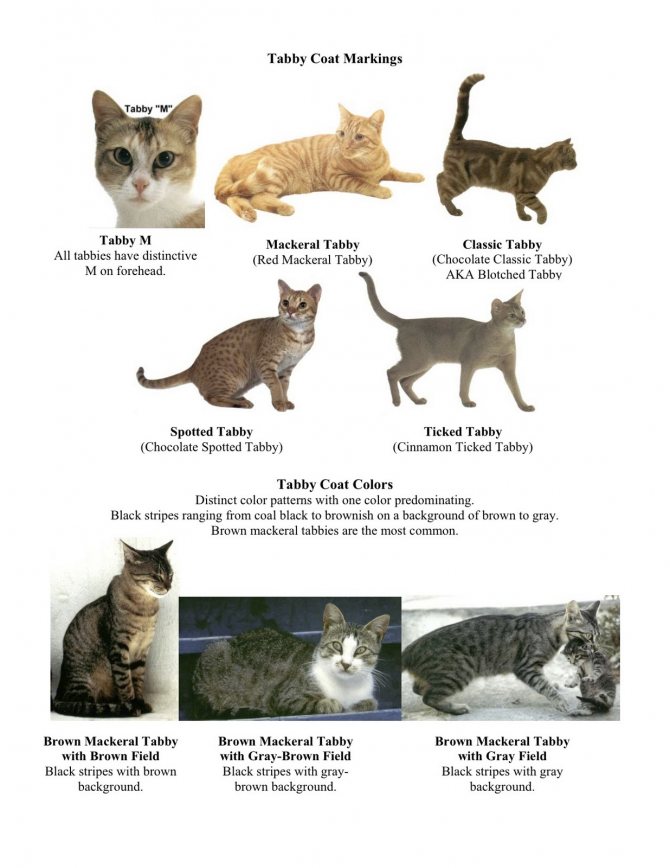 Топ 15: самые популярные породы кошек 2020 [фото и названия] - муркотэ