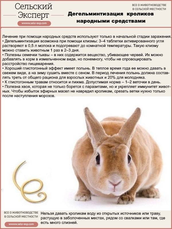 До каких размеров вырастают декоративные кролики / страницы сайта / декоративные кролики, домашние, карликовые