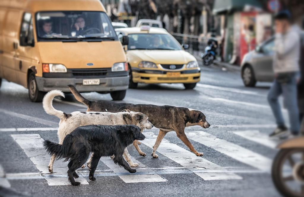 Почему воет собака: распространённые причины и способы корректировки поведения питомца