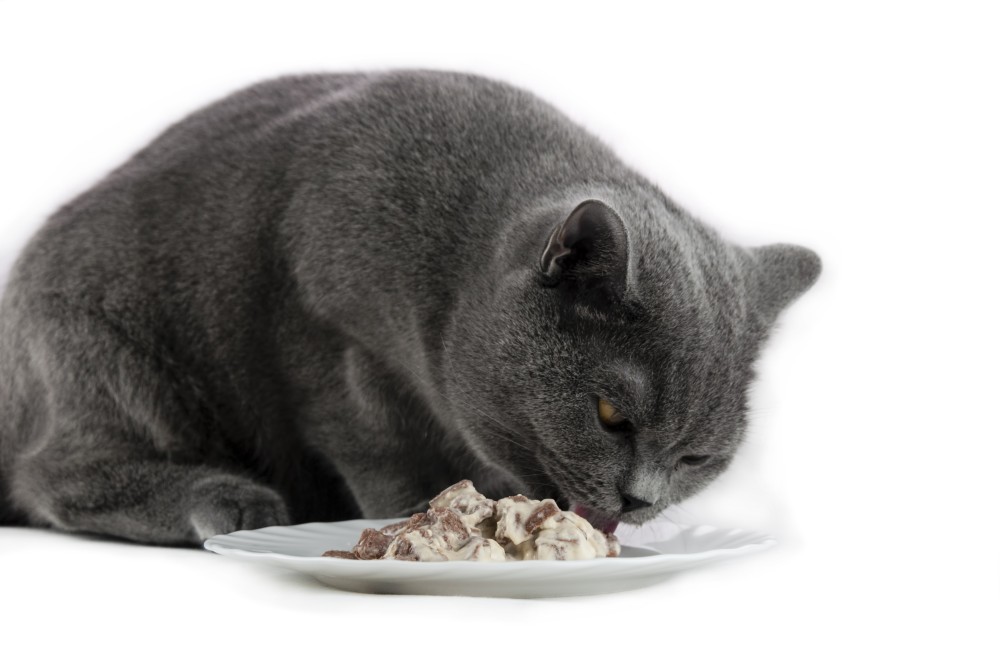 Сколько раз день кормить британского кота