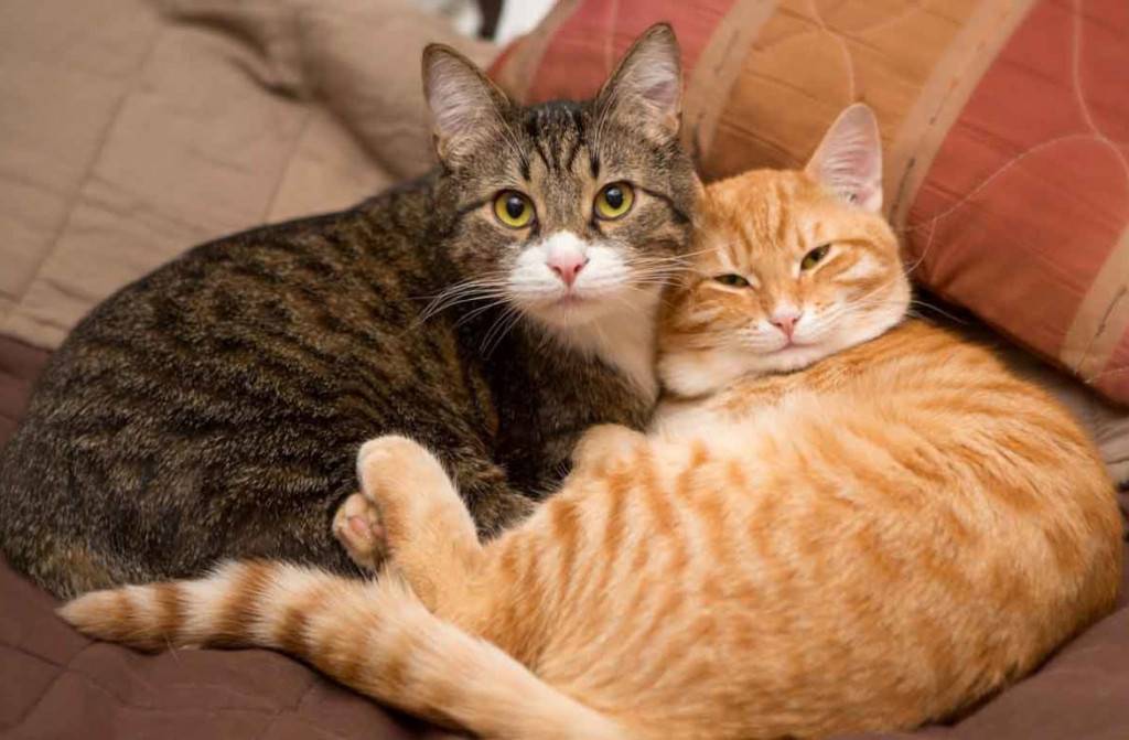 Кот или кошка: кого выбрать лучше для квартиры и детей — "лапы и хвост"
