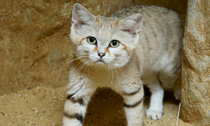 Песчаный кот или барханная кошка: среда обитания и можно ли держать дома