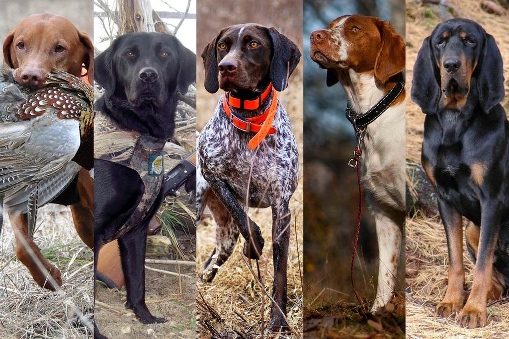 Охотничьи породы собак с фотографиями и названиями, подробный список с описанием