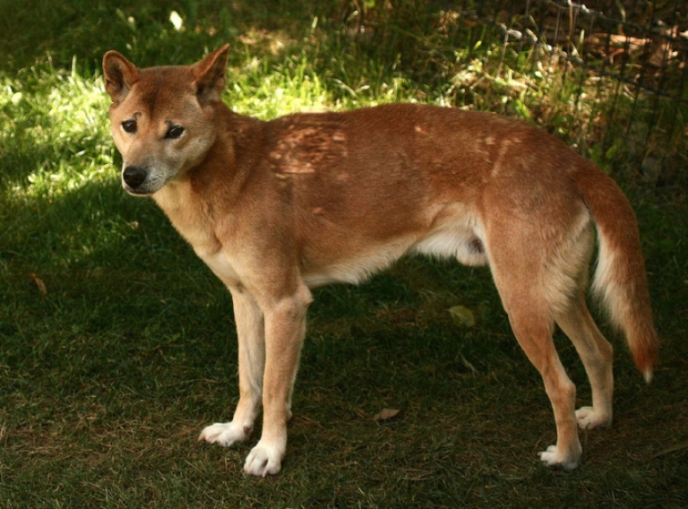 Новогвинейская поющая собака: описание породы с фото и видео