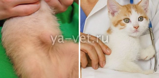 Стригущий лишай у кошек фото признаки и лечение в домашних условиях (мокнущий и розовый лишай)