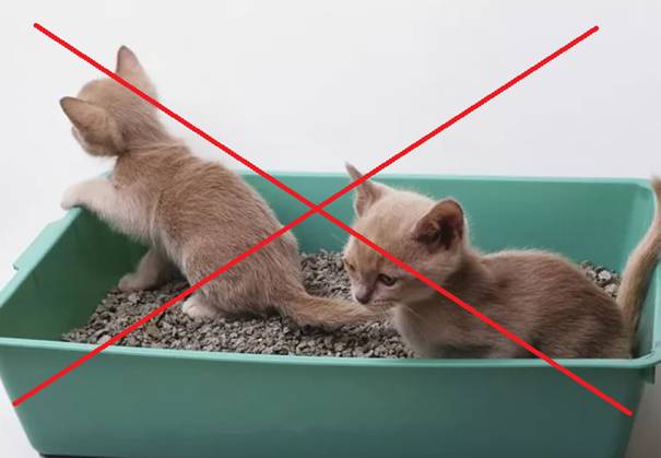 4 действия, которые нельзя делать в присутствии кошки